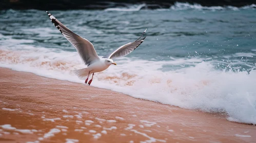 Seagull Flying Over Ocean Waves