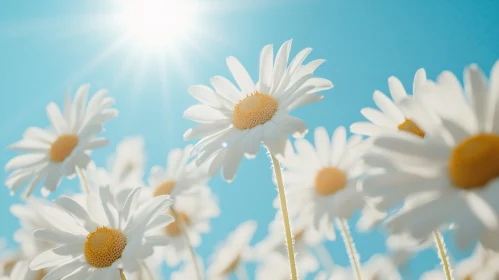 White Daisies in Full Bloom on a Sunny Day