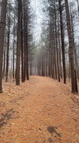 Forest Path Lined with Trees and Pine Needles