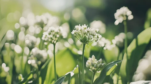 Serene Garden with Blooming White Flowers