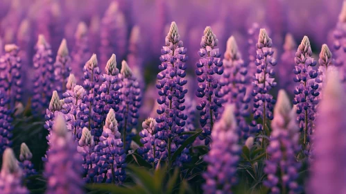 Sprawling Violet Lupine Field