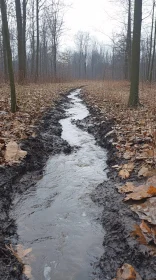 Tranquil Forest Scene with Flowing Stream