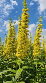 Sunlit Yellow Blossoms Reaching Skyward