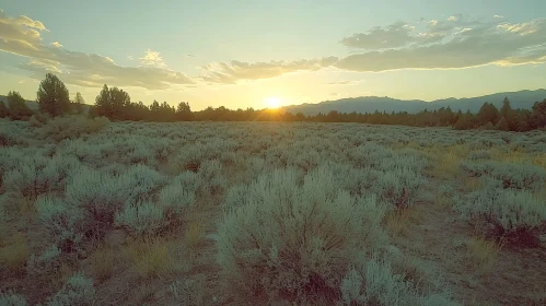 Golden Sunset Over a Tranquil Field