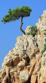 Tree Growing on Cliffside