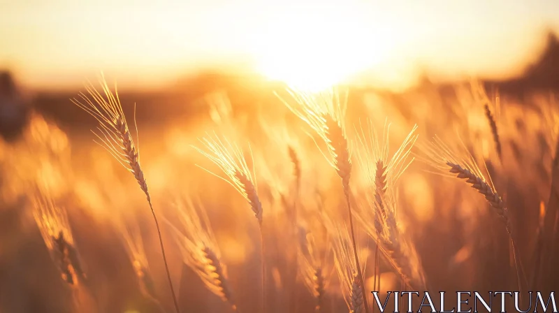 Sunset Over Wheat Field AI Image