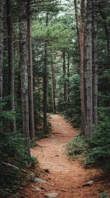 Peaceful Trail in Pine Tree Forest