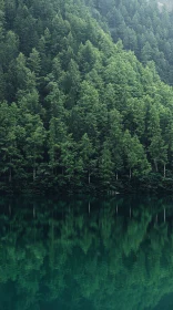 Forest Reflected in Calm Lake