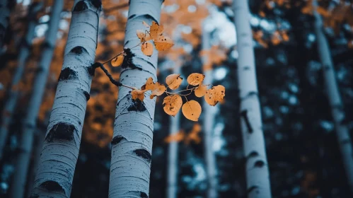 Tranquil Autumn Forest: Birch Trees and Vibrant Leaves