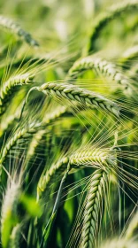 Detailed Green Wheat Heads