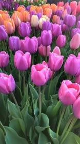 Vibrant Tulip Field in Spring