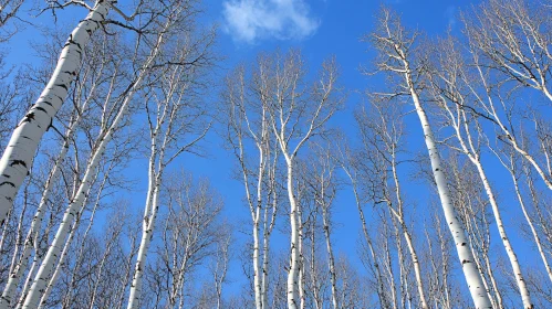 Leafless Birch Trees Reaching for the Sky