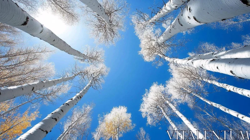 AI ART Upward View of Tall Birch Trees