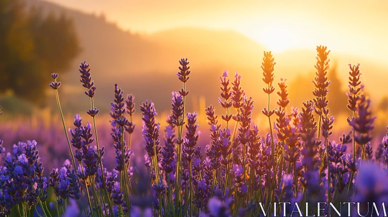 AI ART Sunset Over a Lavender Field