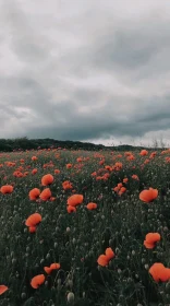 Field of Orange Poppies under Cloud Cover