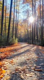 Autumn Forest Pathway in Golden Light