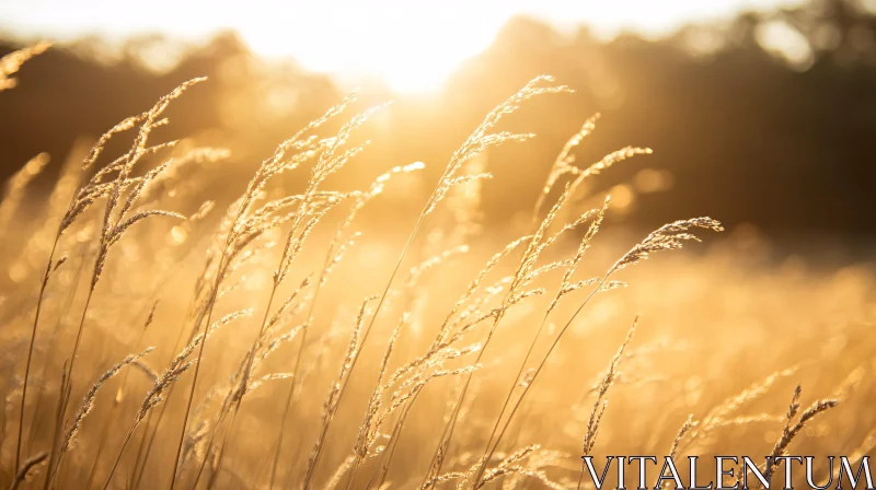 AI ART Field of Golden Grass Under the Setting Sun