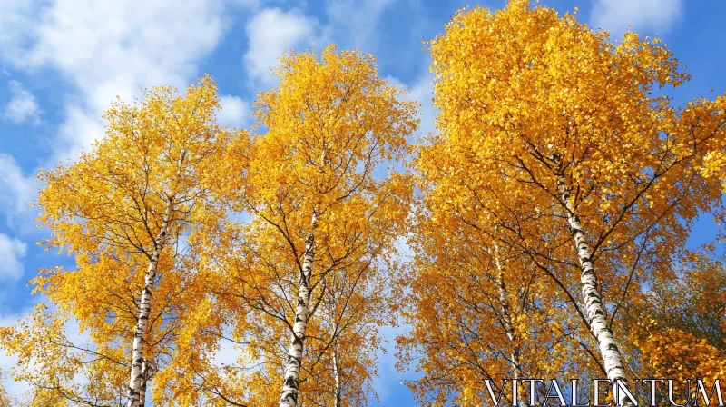 Autumn Birch Trees with Yellow Leaves AI Image