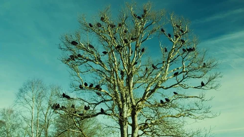 Leafless Tree with Perched Black Crows