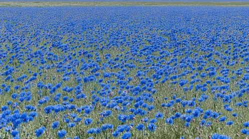 Saturating Blue Cornflowers Across the Horizon