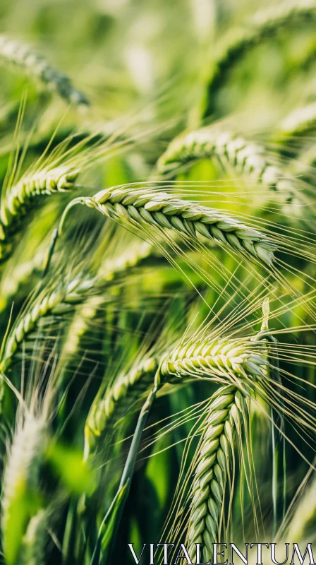 Detailed Green Wheat Heads AI Image