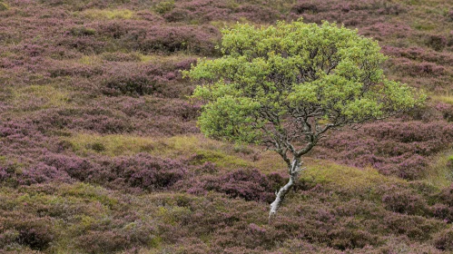 Graceful Tree Amidst Purple Heather