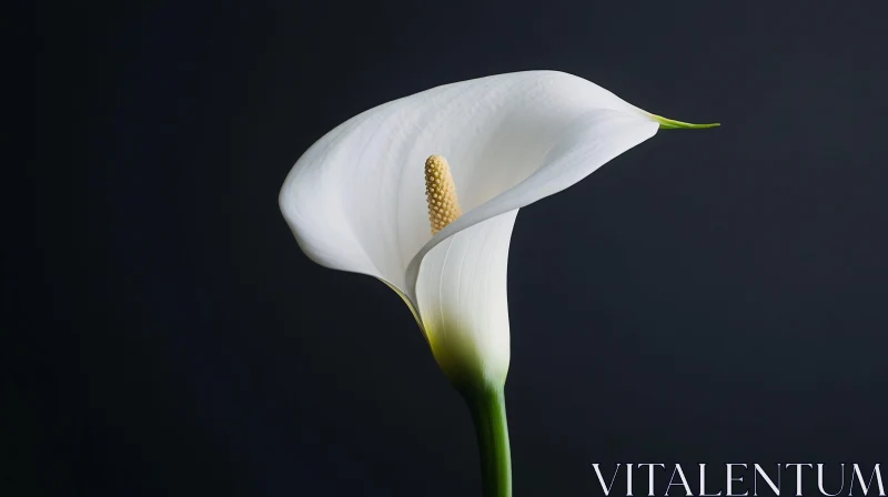 Graceful White Lily on Dark Canvas AI Image