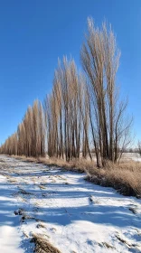 Winter Landscape of Barren Trees and Snow