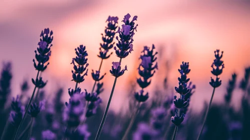 Lavender Blossoms Against a Sunset Sky