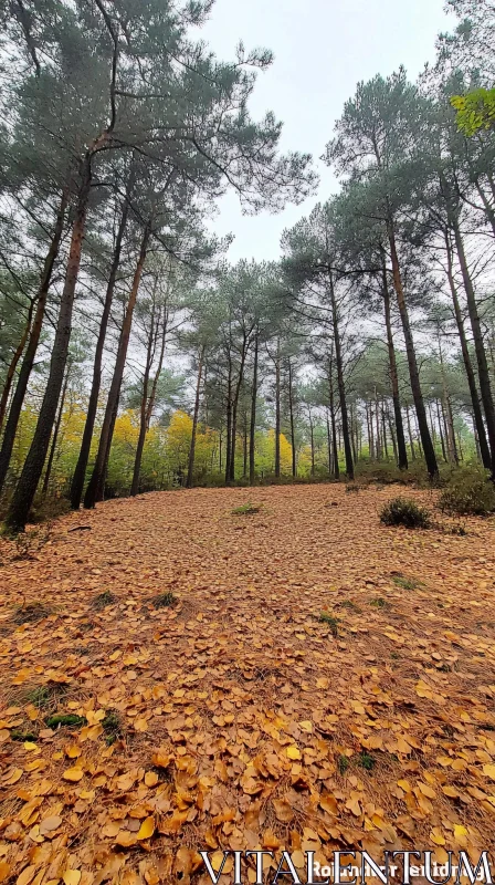 Serene Autumn Forest Landscape AI Image