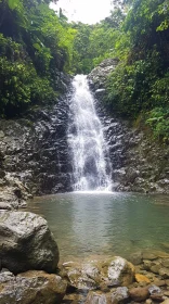 Waterfall in Dense Forest