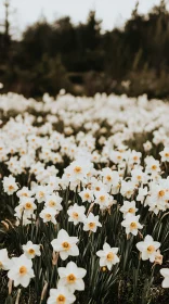 Vast Meadow of Blooming White Daffodils