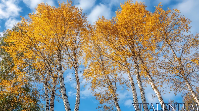 Autumn Birch Trees with Yellow Leaves and Blue Sky AI Image