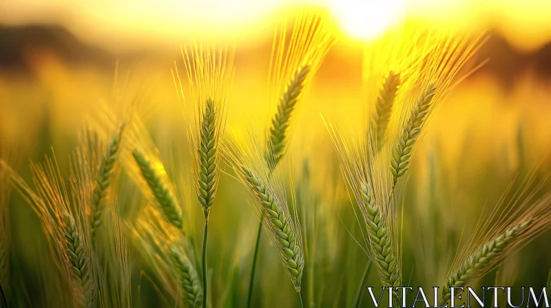 Sunset Over Wheat Field AI Image