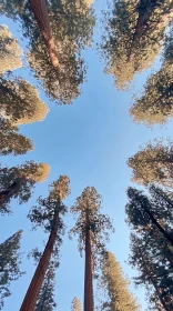 Looking Up at Tall Trees in a Forest