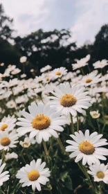 Serene Daisy Field on a Mid-Summer Day