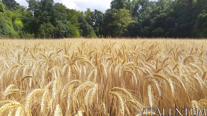 Ripened Wheat Field with Forest Backdrop AI Image