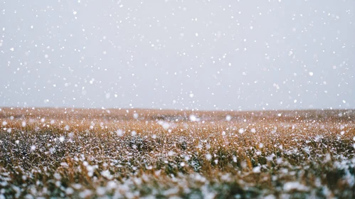 Snowy Landscape in Winter Field