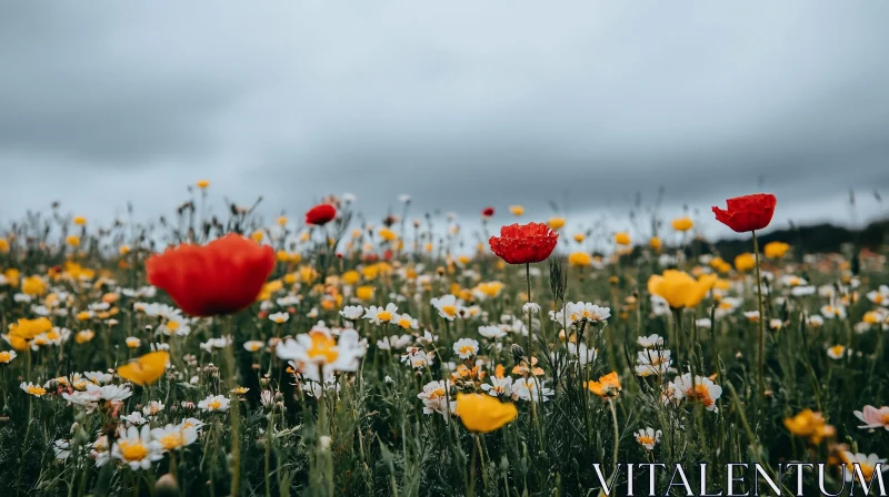 Colorful Field of Poppies and Daisies AI Image