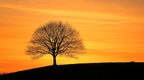 Silhouetted Tree During Sunset