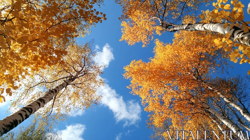 Golden Foliage of Birch Trees in Autumn AI Image