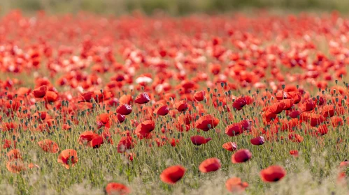 Red Poppy Meadow in Full Bloom