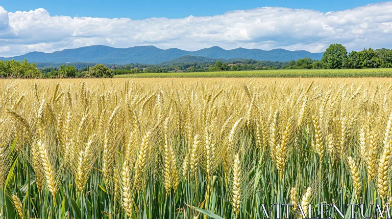 Golden Wheat Field in Countryside AI Image