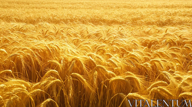 Expansive Wheat Field Under Sunshine AI Image