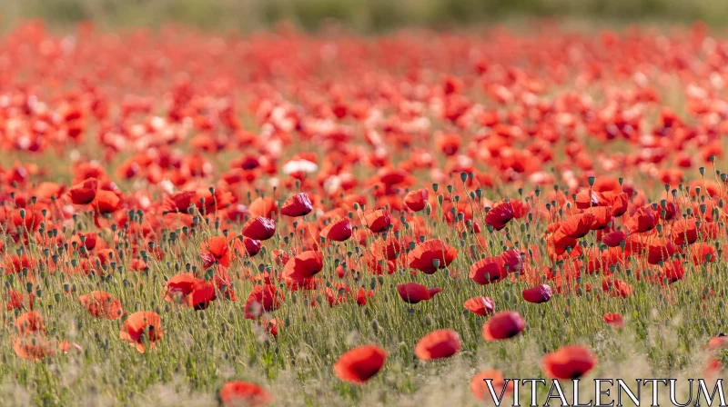 AI ART Red Poppy Meadow in Full Bloom