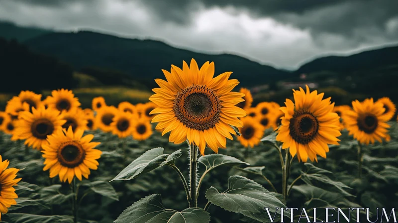 AI ART Sunflowers in Bloom Under Overcast Sky