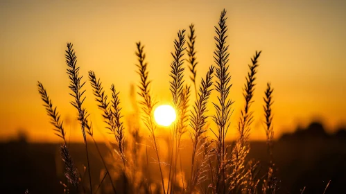 Golden Sunset with Grass Silhouettes
