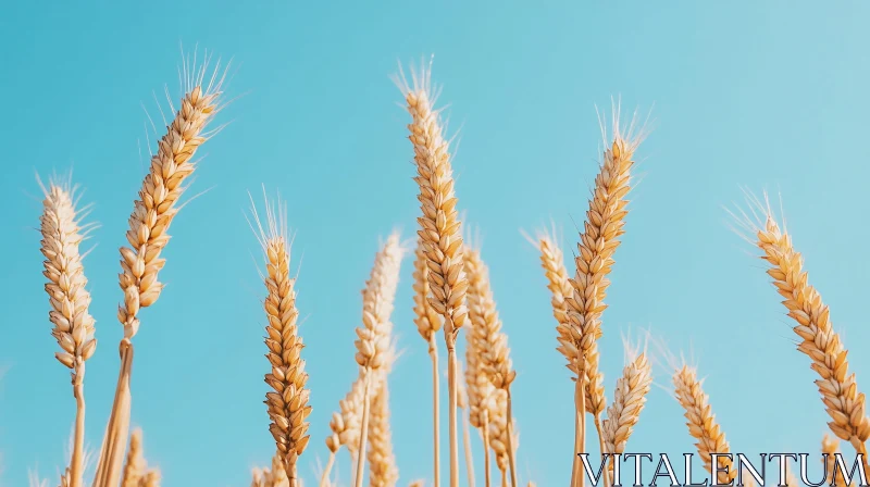 Wheat Field Under Blue Sky AI Image