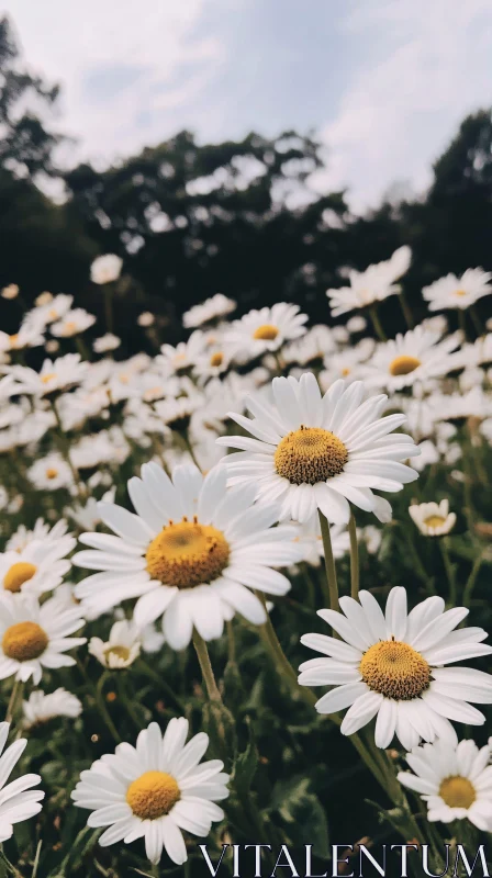 Serene Daisy Field on a Mid-Summer Day AI Image