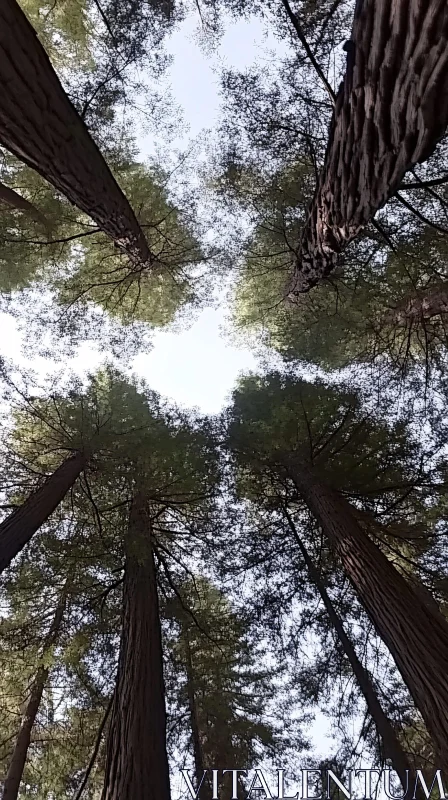 Towering Trees against the Sky AI Image